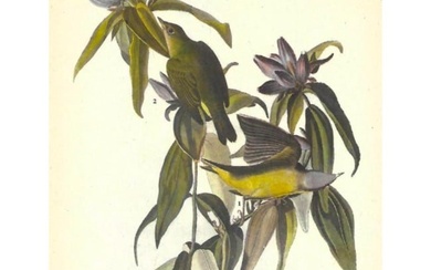 c1946 Audubon Print, #138 Connecticut Warbler