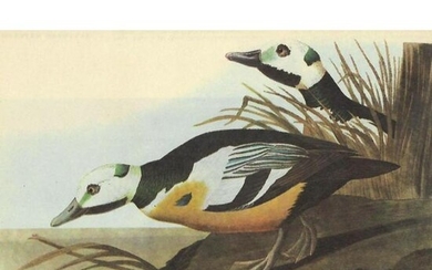 c1946 Audubon Print, #429 Steller's Eider