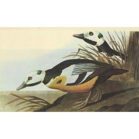 c1946 Audubon Print, #429 Steller's Eider