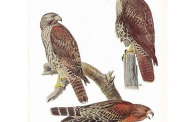 1936 Pearson Birds, Hawks-4 Hawks (Red-Shouldered