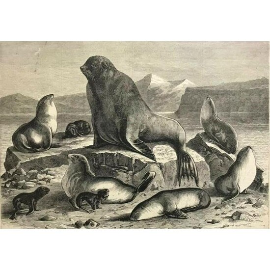19thc Wood Engraving, Alaska Seals