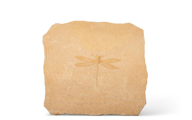 Large Fossil Dragonfly