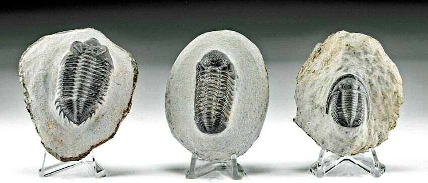 3 Moroccan Fossilized Trilobites (in Stone Matrices)