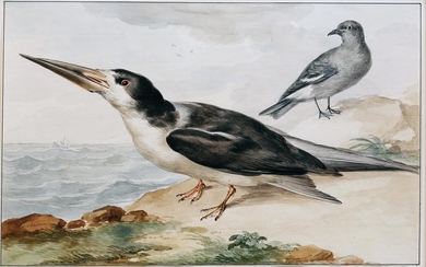 Schouman Watercolor Skimmer and a Dove