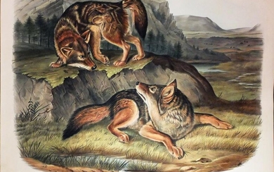 Audubon Lithograph, Prairie Wolf