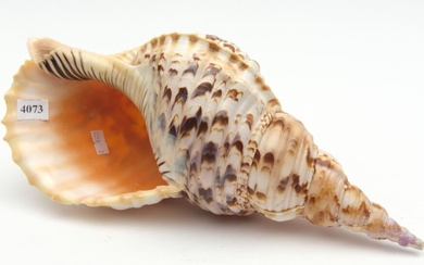 A LARGE TRUMPET SHELL