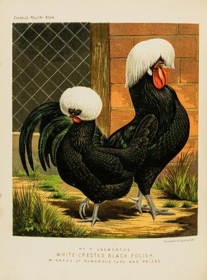 Birds.- Wright (Lewis) The Illustrated Book of Poultry