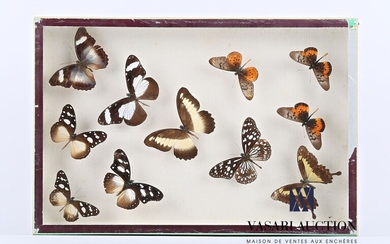 Boîte entomologique vitrée contenant onze... - Lot 44 - Vasari Auction