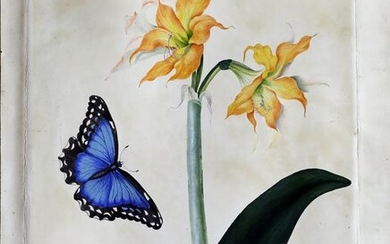 Bury Watercolor of Amaryllis Crocata