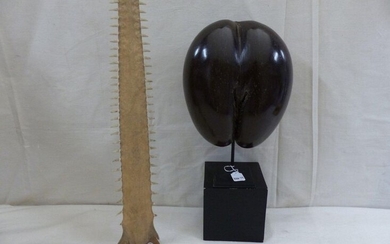Curiosa: a coconut buttock & a sawn fish rostrum.