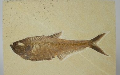 Diplomystus (poisson) Wyoming USADiplomystus (poisson) Wyoming USA Formation Green River, Eoceen (53-48 millions d'années). Diplomystus...