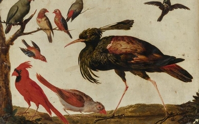 European School 18th/19th Century Studies of Exotic Birds