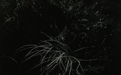 Harry Callahan, Spider Web, Aix-en-Provence, 1958