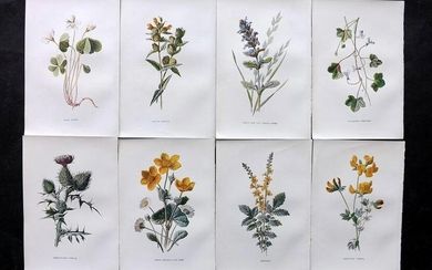 Hulme, Edward C1900 Lot of 8 Botanical Prints. Wild Flowers