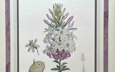 Large Botanical Print H.J Elwes Lilium Washingtonianum W.H Fitch