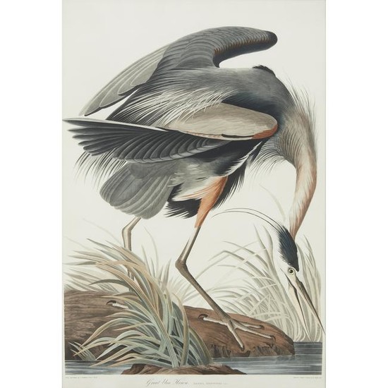 [Prints] Audubon, John James, Great Blue Heron