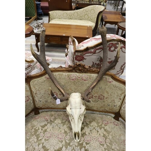 Set of old French antlers, with skull section, approx 90cm H