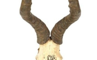 Skull with horns, presumably from a red hartebeest