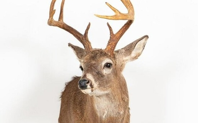TAXIDERMY WHITE-TAILED DEER SHOULDER MOUNT