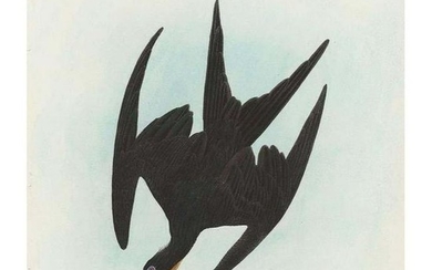 c1946 Audubon Print, #271 Man-O'-War-Bird