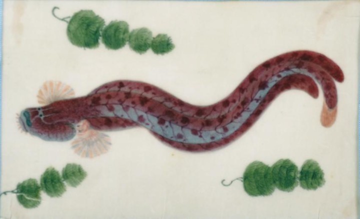 19th Century Chinese School. A Mythical Catfish, Mixed