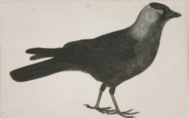 Prideaux John Selby (1788-1867) A JACKDAW Signed l.l.
