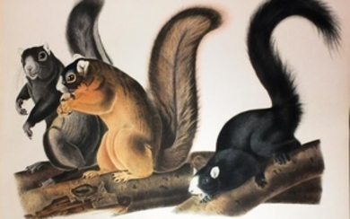 Audubon Lithograph, Fox Squirrel