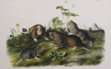 3 Audubon Rodent Lithographs
