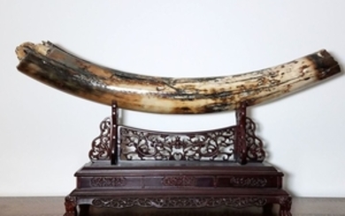 Petrified Mammoth tusk, on carved wood base,...