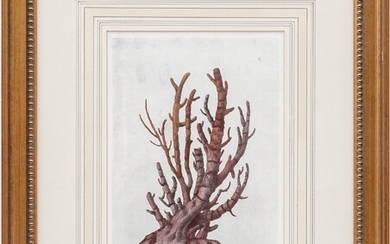 After Giuseppe "Joseph" Menabuoni And Bernardo Sansone Sgrilli, Etching Of Coral