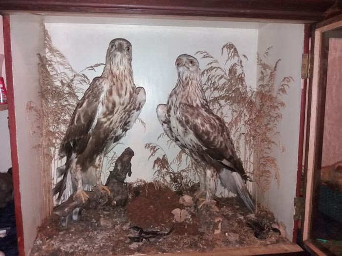 Antique Victorian Diorama with Rough-legged Buzzards in front-glazed display case - Buteo lagopus (with Appraisal Report confirming pre-1947) - 290×640×680 mm