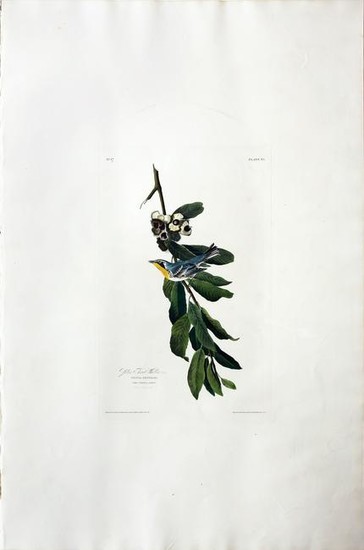Audubon Aquatint, Yellow Throated Warbler