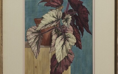 BEGONIA, A MIXED MEDIA BY LENNOX PATERSON