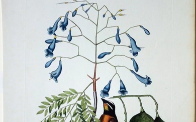 Catesby Natural History of the Carolinas, Floridas and Bahamas Engraving, The Bahama Finch