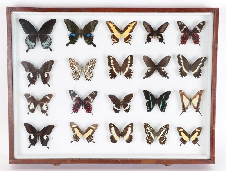 Entomology: A Large Glazed of Display of World Butterflies, circa...