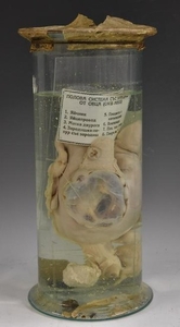 Natural History - a wet jar specimen, of a sheep's womb