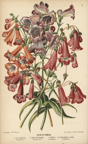 Oudemans, C.A.J.A. Neerland's plantentuin. Afbeeldingen en beschrijvingen van sierplanten voor...