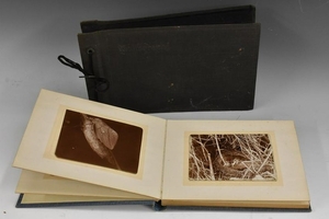 Photography - Natural History, Ornithology, a 1930s