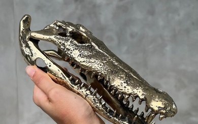 Saltwater Crocodile Skull - No Reserve Price - Polished Bronze Saltwater Crocodile - Crocodylus porosus - 5 cm - 5 cm - 20 cm