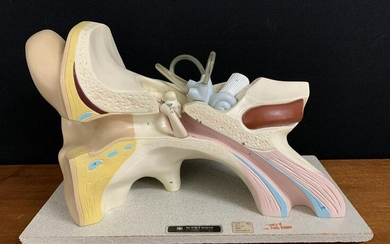 Vintage Nystrom Anatomical Model, Human Ear