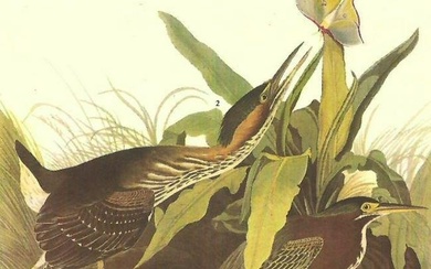c1946 Audubon Print, # 333 Green Heron