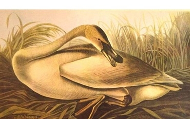 c1946 Audubon Print, #376 or #406 Trumpeter Swan