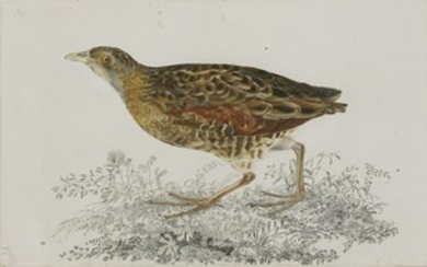 Prideaux John Selby (1788-1867) A CRAKE Signed l.l.
