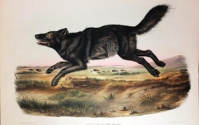Audubon Lithograph, Black American Wolf