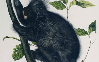 Audubon Lithograph Canada Porcupine