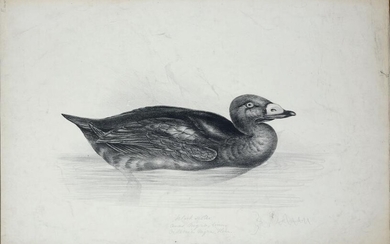 Printer's Lithograph from John Goulds Birds of Europe