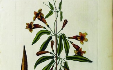 Catesby Flower Engraving, Bignonia