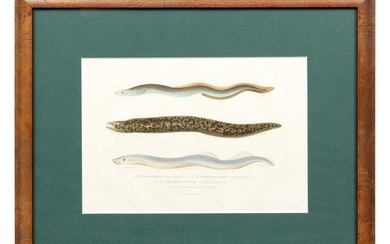 A French Hand-Colored Etching of Eels