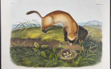 Audubon, Imperial Folio - Black Footed Ferret. 93