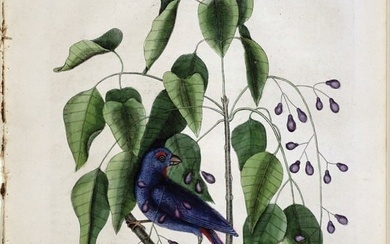Catesby Natural History of the Carolinas, Floridas and Bahamas Engraving, The Purple Grosbeak